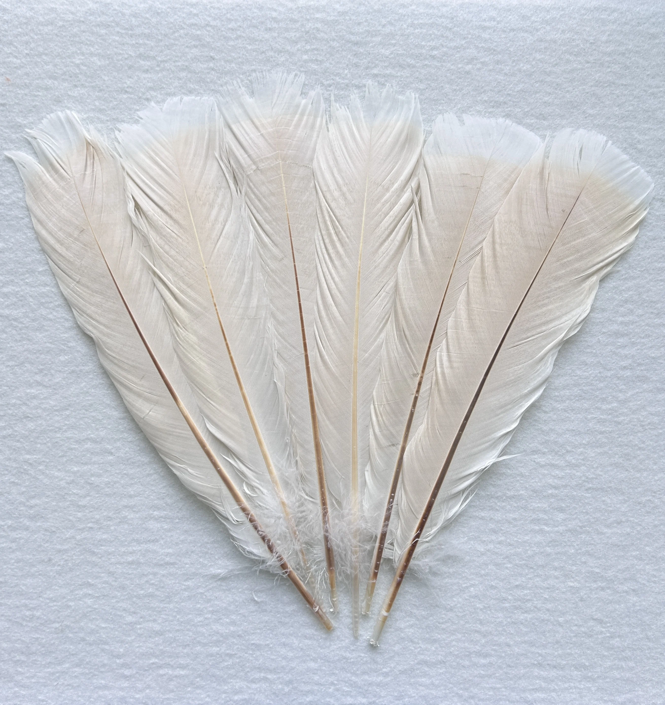 Wholesale Hot Sale Bulk High quality Natural Bleached turkey tail Feathers For carnival costumes dance Halloween crafts