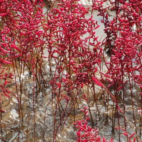 2021 New arrival Drought Resistant High quality Suaeda glauca grass seeds for sale