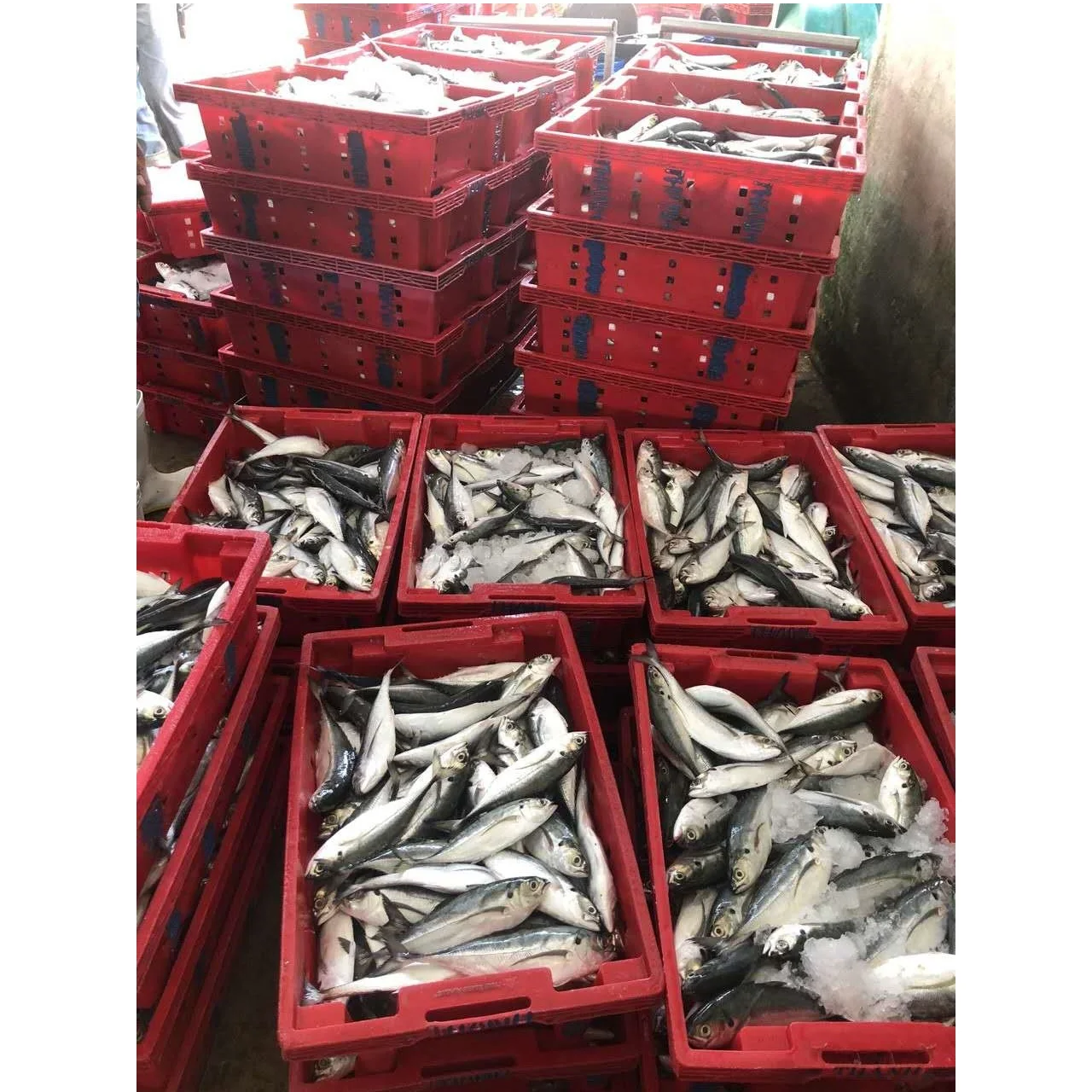 WHOLE BODY Box NATURE IQF BLOCK Megalaspis Cordyla Horse Mackerel From Viet Nam