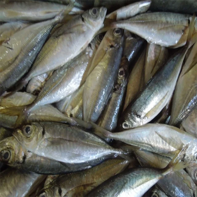 Цельная круглая замороженная Конская скумбрия по хорошей цене