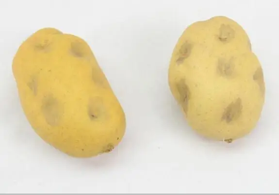 artificial vegetable lettuce food  sample model for supermarket business Restaurant display