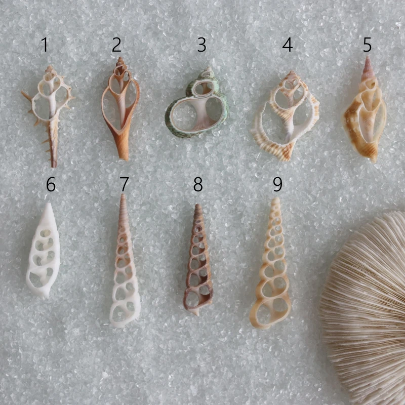 Natural Cut Shells Natural Shell Conch Tribal Jewelery Craft Accessories DIY