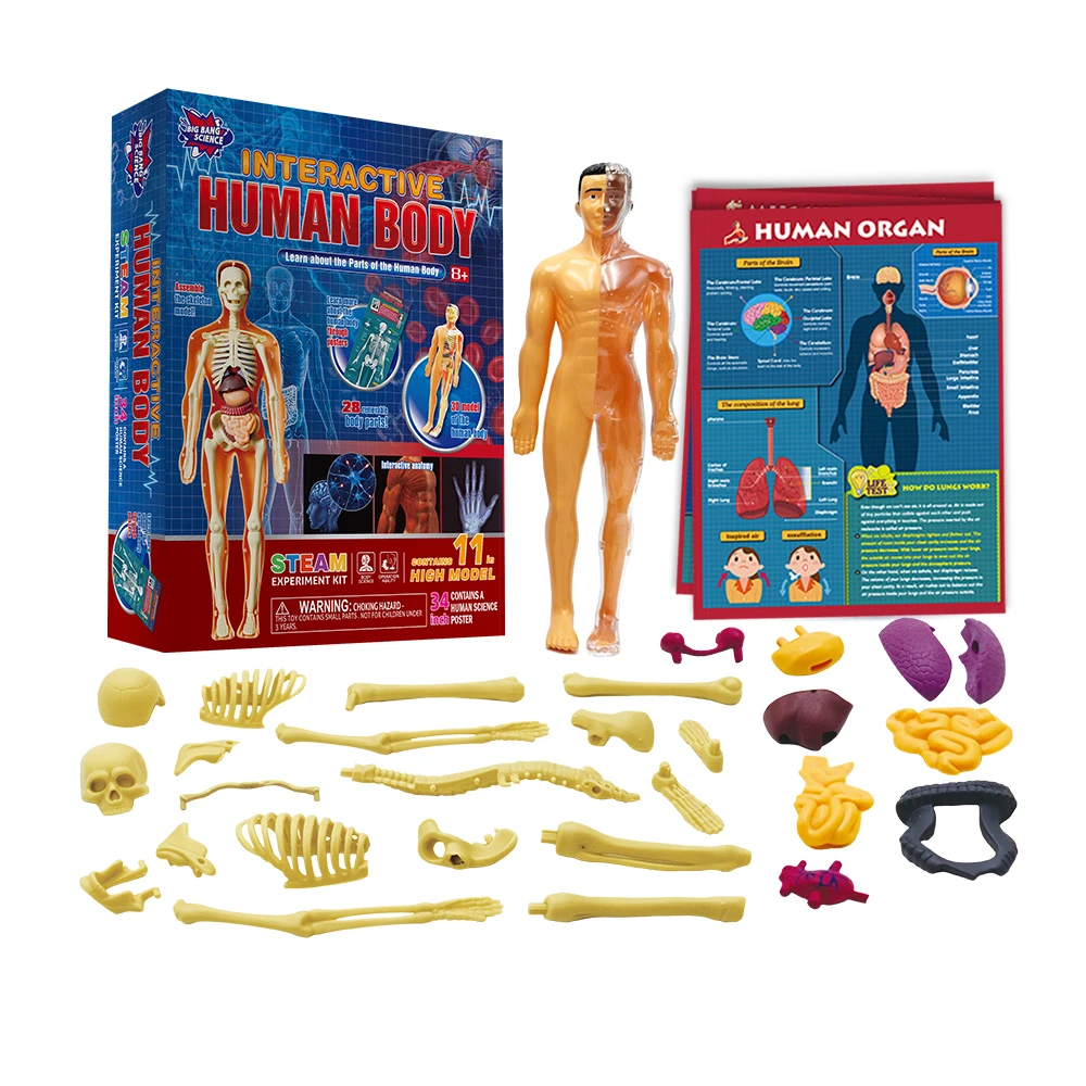 28 Piece Interactive Anatomy Human Body Model Science Kit for Kids school Science teaching Anatomy and Physiology Study Tools