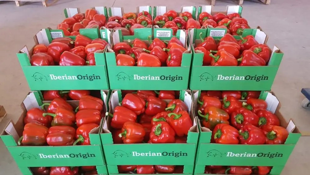 
Fresh Tomato at Cheap price 