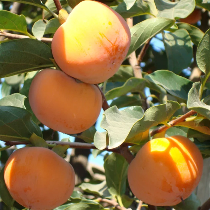 
shi zi miao persimmon seedling tree persimmon grafted seedlings for planting 