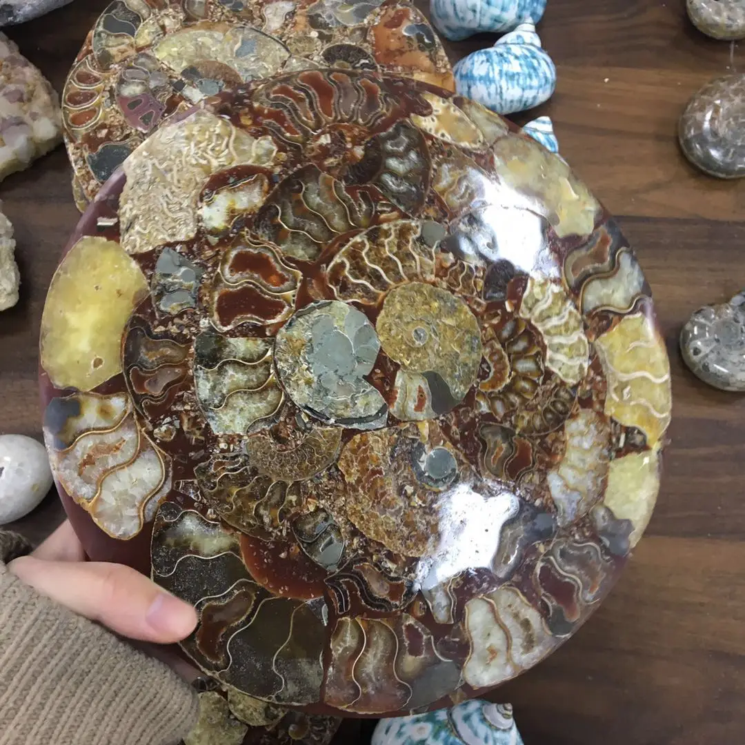 wholesale big ammonite plate natural conch fossil specimen shell Healing for fengshui decoration