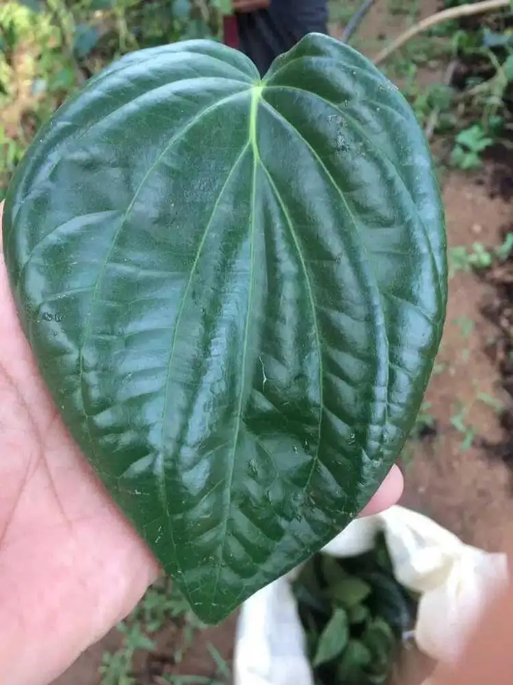 Betel leaf