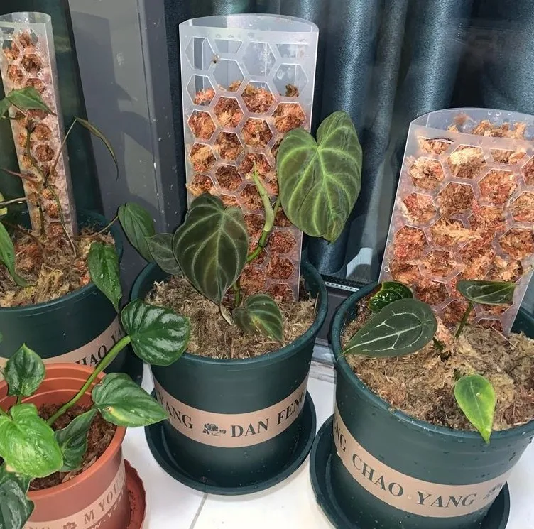 Plastic Moss Pole Indoor Plant Extension Poles for Climbing Plants support pole,