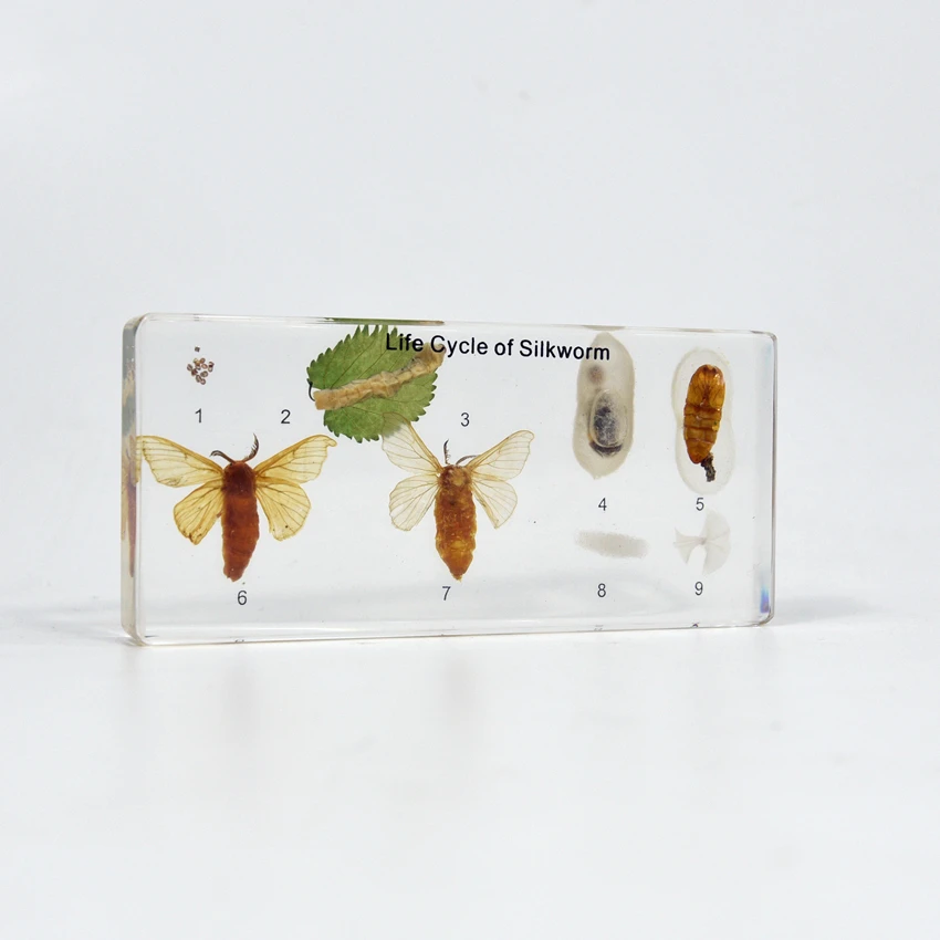 Life Cycle of Silkworm Factory Direct Real Animal Transparent Resin Specimen Resin Block for School Equipment