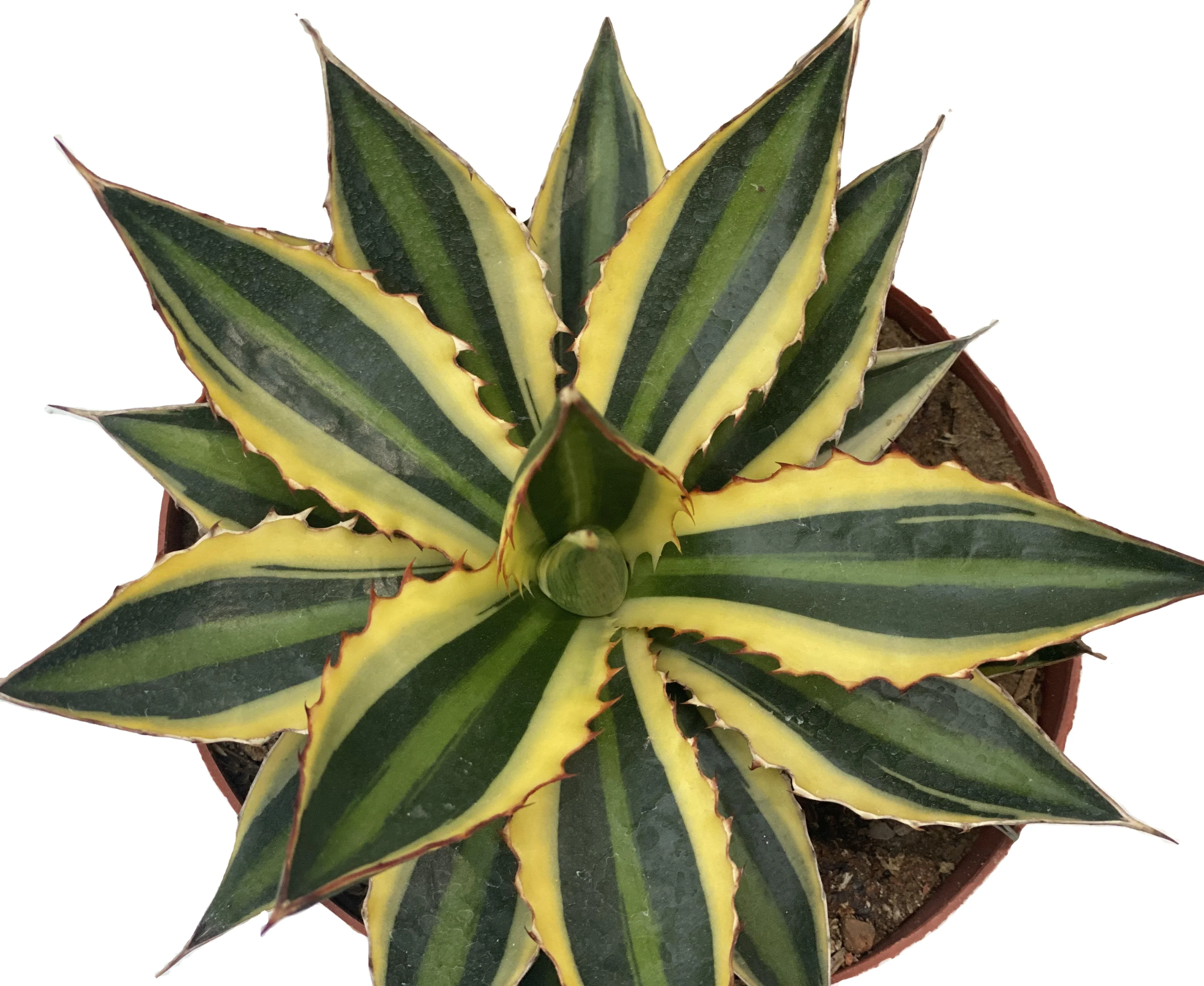 
New Agave Five colors and ten thousand generations Succulent Plants for office decoration 