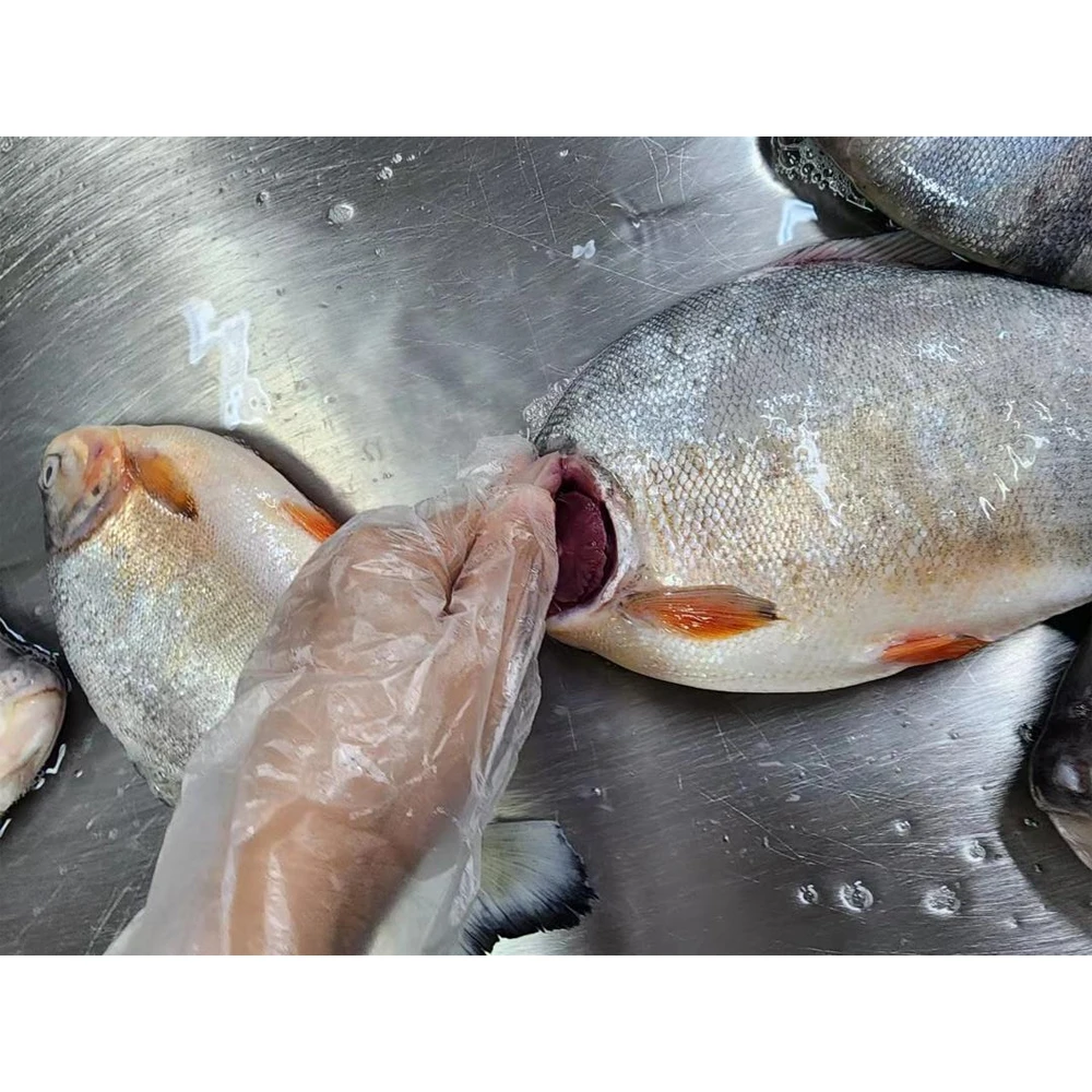 Frozen red pacu frozen red pompano fish pomfret fish frozen red pomfret fish