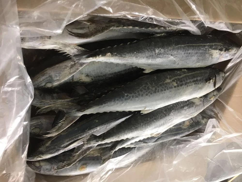 Frozen Spotted Spanish Mackerel Good Sale