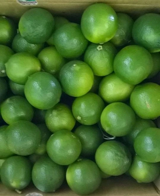 New Harvest 2023 Crop Fresh Green Seedless Lemon Fresh Citrus Fruit, 7kg/box Packaging Limes