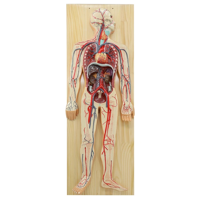 human blood circulation system model Internal organs heart organs vascular anatomy model hospital school teaching aids