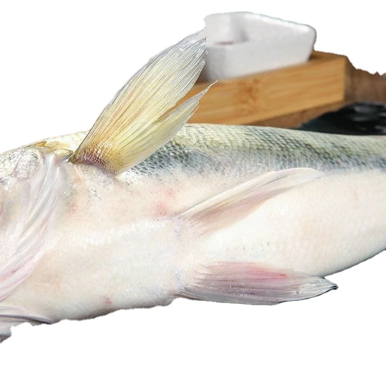 Японский морской окунь Lateolabrax japonicus