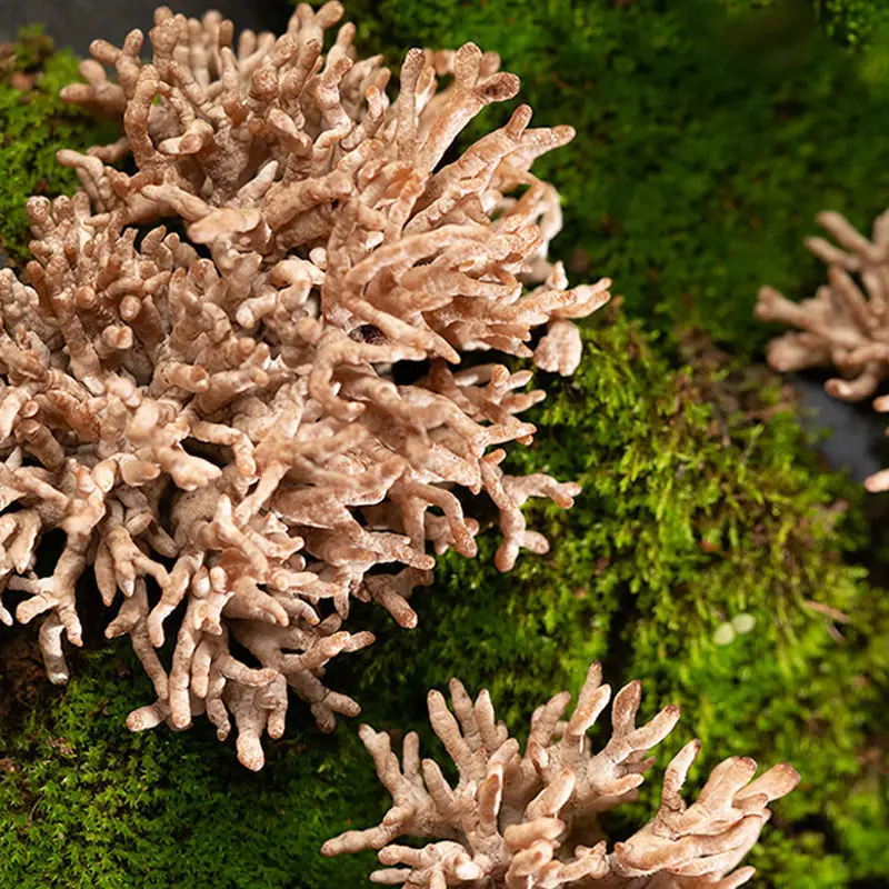 Fresh Healthy Nutritious Food Coral Fungi Mushroom