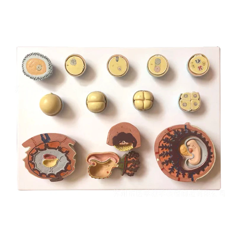 Medical Science educational Placenta Anatomical Training Model Placenta Model For Teaching
