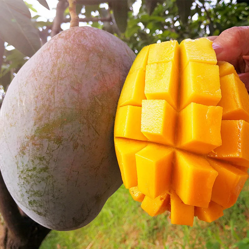 
Hot Selling 20cm A Level Oval Vietnam Sweet Fresh Yellow Mango 