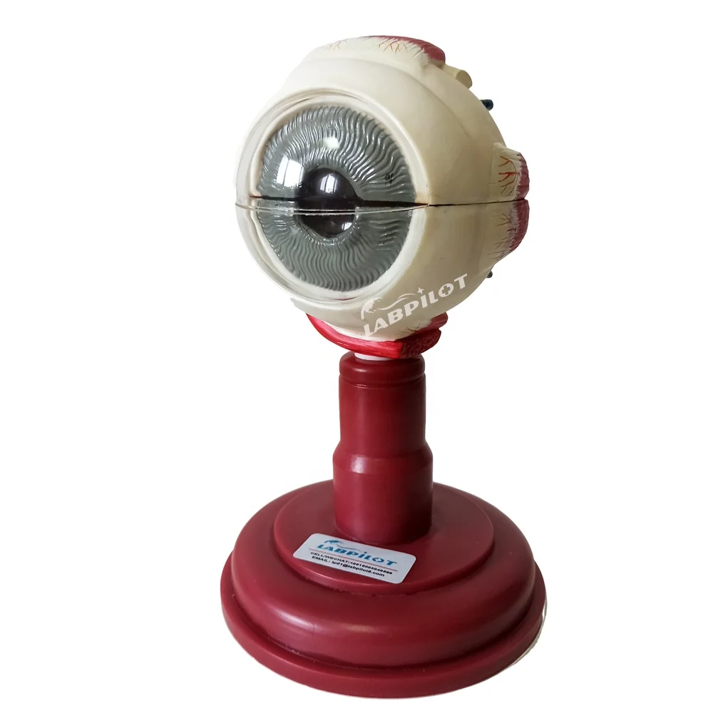 High Quality Anatomical Model of Eyeball Ophthalmology Examination Hospital Training