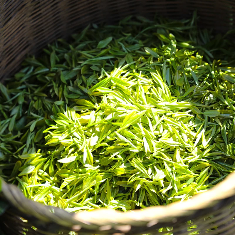 free sample classic green tea in Longjing Green Tea Leave hangzhou