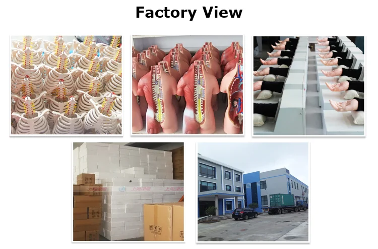 26cm Human Torso Model  Anatomy Assembly Model for Medical Teaching