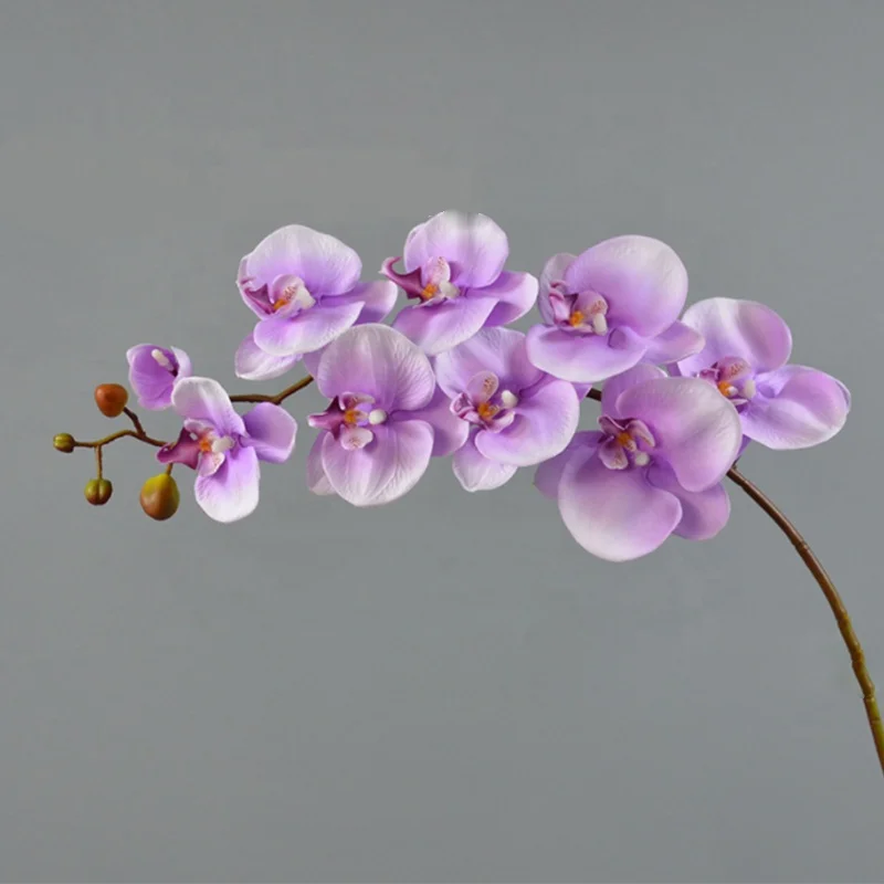 Environmentally friendly plastic phalaenopsis potted for home decoration