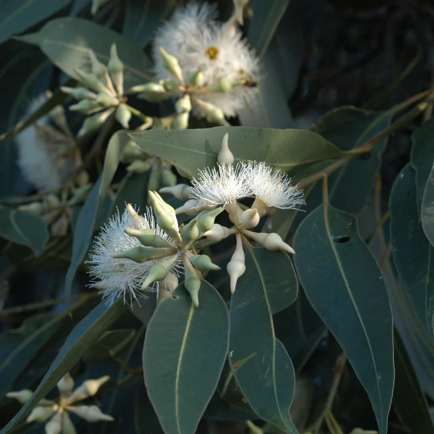 Highest Quality 100% Pure Conventional Eucalyptus Robusta Essential Oil Eucalyptus Robusta Sm For Ingredient Fragrances