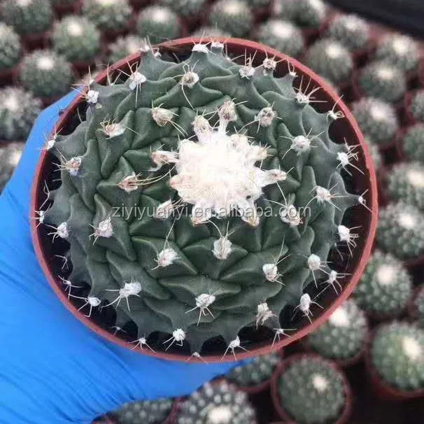 
wholesale Cactus Succulent Plants indoor plant mini cactus woody plant 