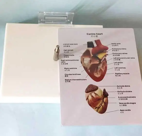 Cardiac anatomy model for pet medicine teaching