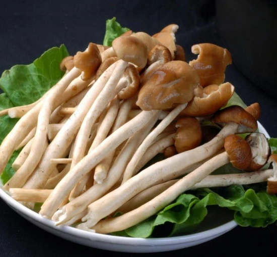 Hot Selling factory price sales of new dry tea mushroom wholesale mushrooms