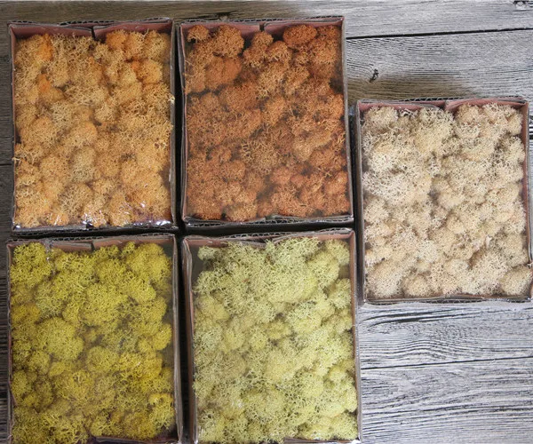 Multicolored Preserved Moss Wreath Natural Fresh DIY Home Decorative Plant Wall Beautiful for Graduation Gifts