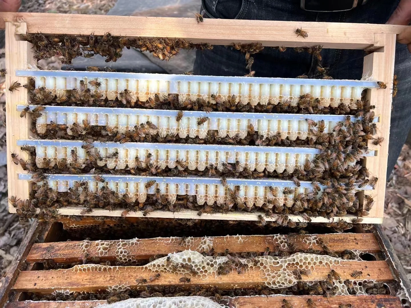 Fresh Frozen Royal Jelly