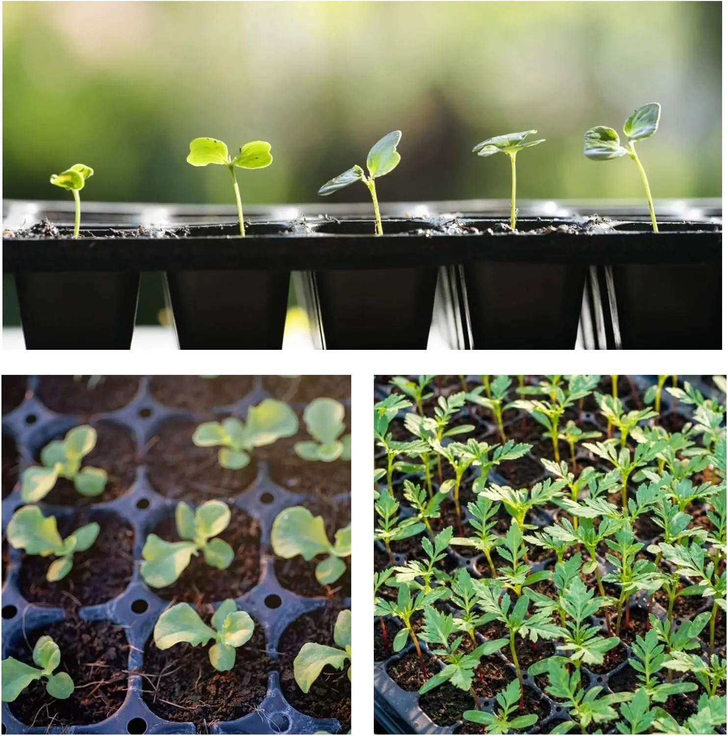 10 Pack Thickened 72 Cells Seedling Trays- BPA Free Plastic Gardening Germination Trays