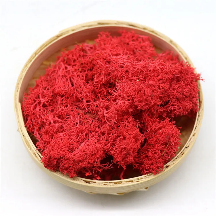 Wholesale Stabilized Preserved Moss and Lichens Long Lasting Green Plants for Home Wall Art Terrarium and Wedding Decoration