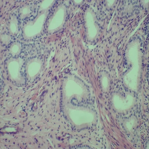 Histology Microscope Slides 100 pcs Transparent Biology Science Medical Education Prepared Slides