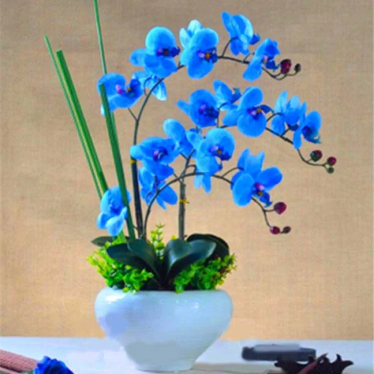 
Factory Wholesale High Quality Phalaenopsis Orchid Seeds 