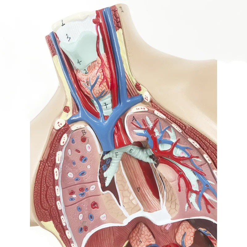 YA/T021 Life Size  42cm Sexless Human Torso 12 Parts