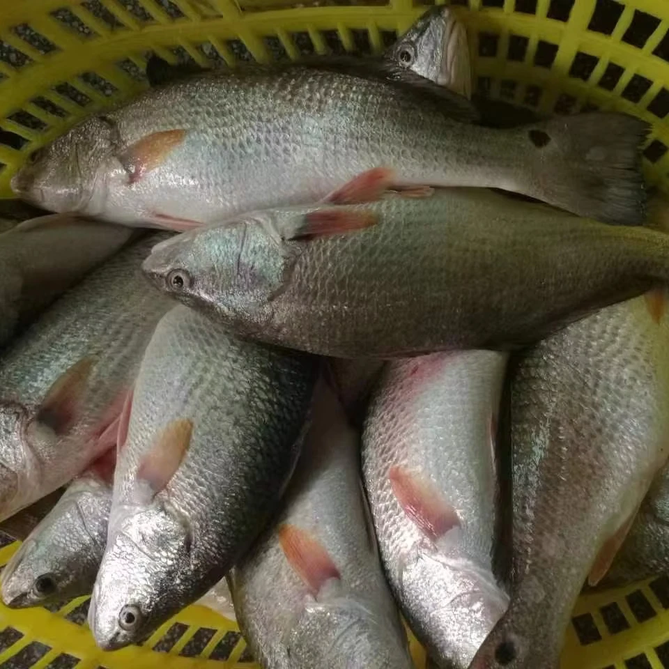 China farm raised best quality frozen whole round Red Drum Fish for USA Markets Barramundi fish seabass