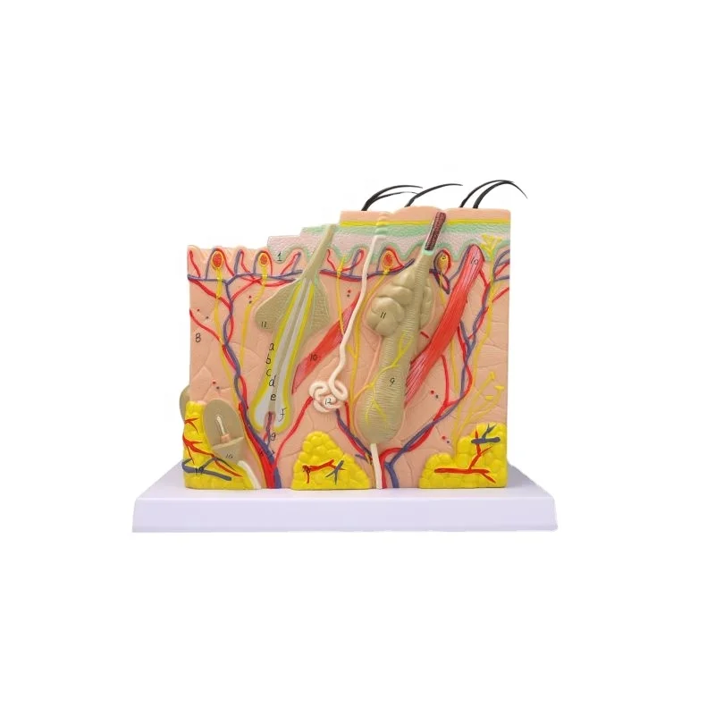 3D Enlarged 50 Times Human Skin Anatomy Models for Education, Sets Human 3D Peritoneoscope Skin Suture Pad Model