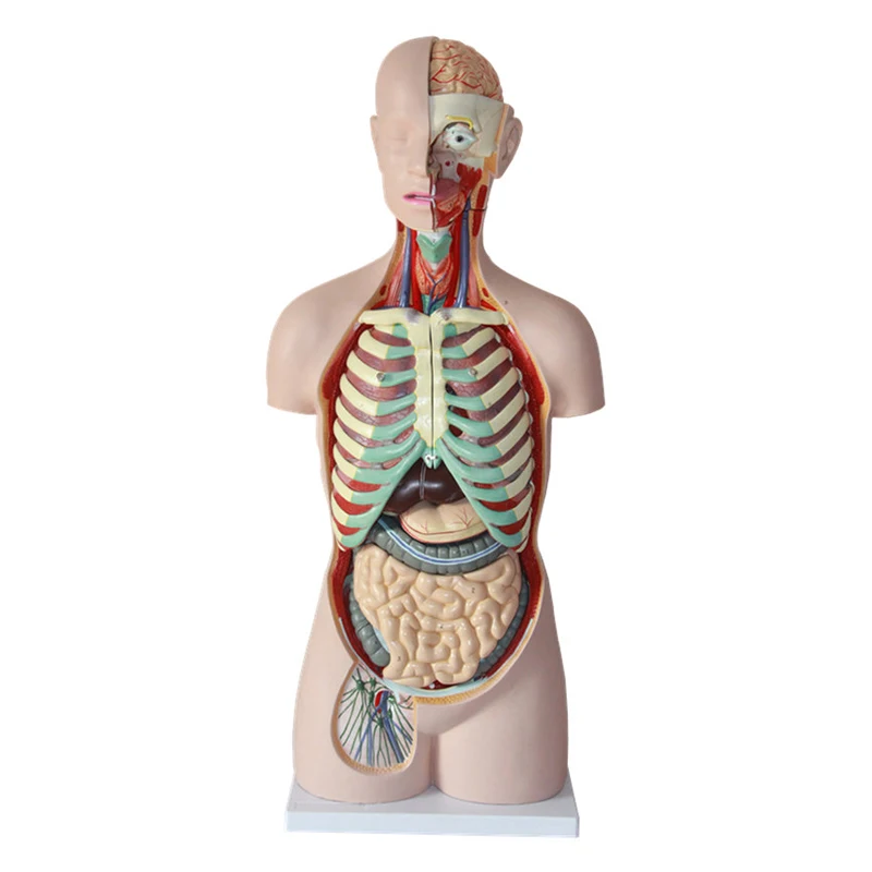 Medical Anatomy Model 85 cm Human Sexless Torso Model with 20 Parts