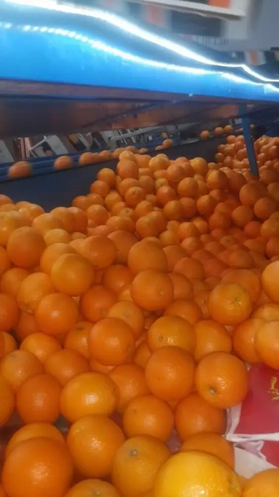 
Exports best price fruits oranges fresh from greece 