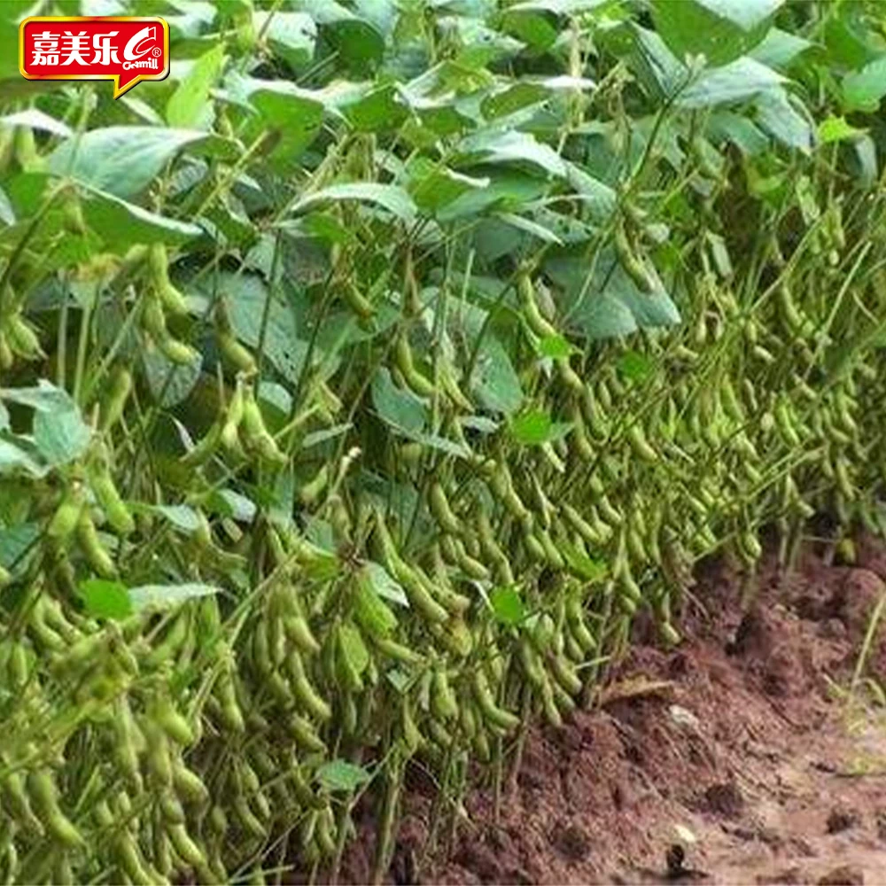 Free samples Hot Sale Factory seasoning Vinegar 500ML Glass Bottle bulk Red Vinegar