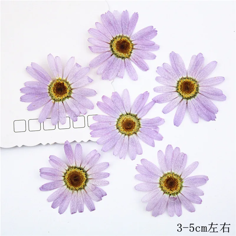 I630 Margaret Dried Pressed Natural Flowers Petal for Handmade Craft and Bookmark Paper Lamp Decoration