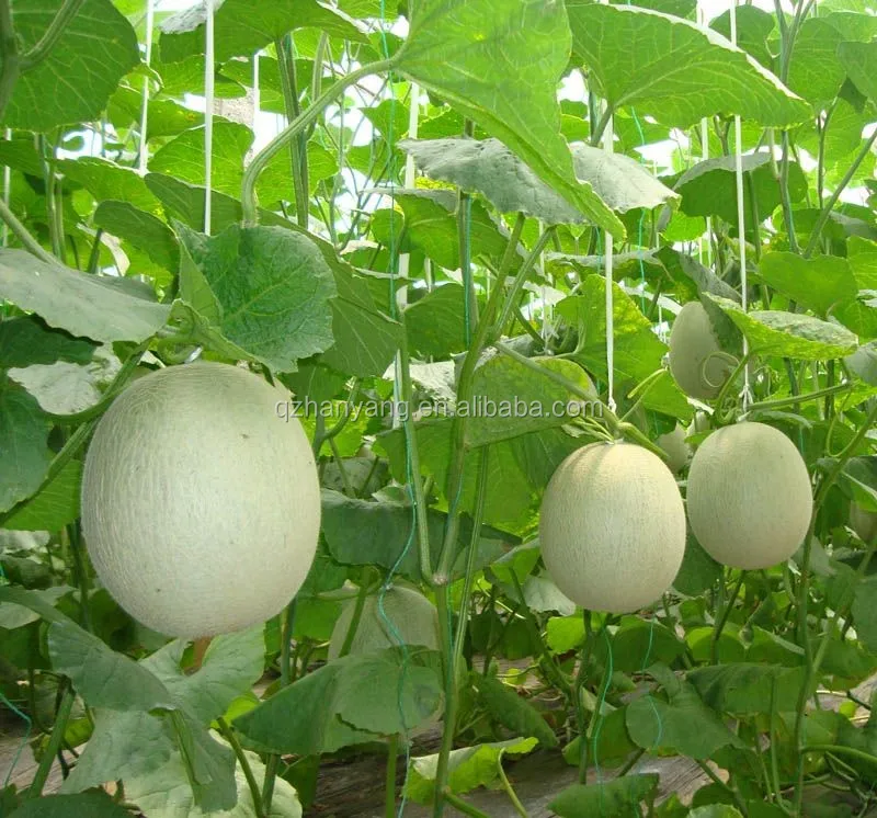 agriculture equipment/cheap arch pipe greenhouse for sale/Solar tomato greenhouse for sale