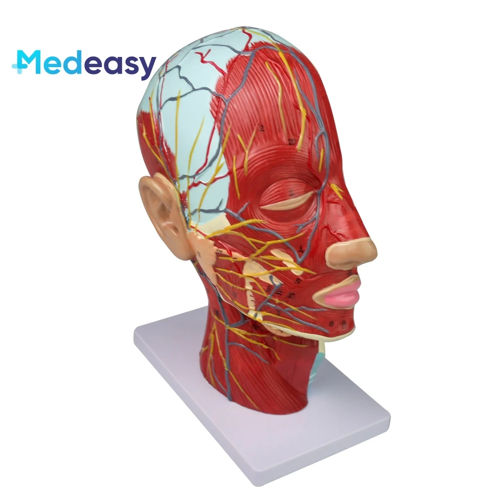 Medical training human head anatomy model, head and neck neurovascular model