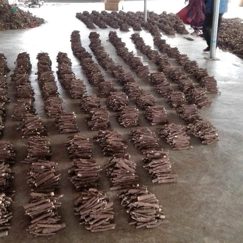 China Origin Paulownia Hybrid 9502 Root for Wood