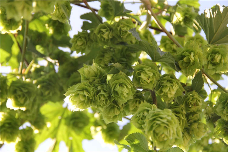 натуральный хмель оптовая продажа хмель хмель для пива