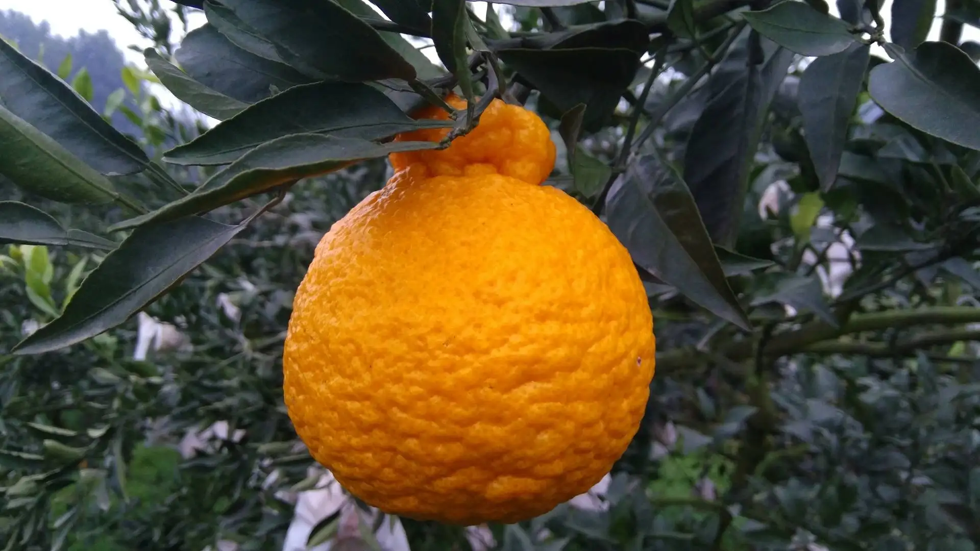 Wholesale Delicious Sweet Fresh Citrus Fruit Fresh Oranges Navel Orange For Sale