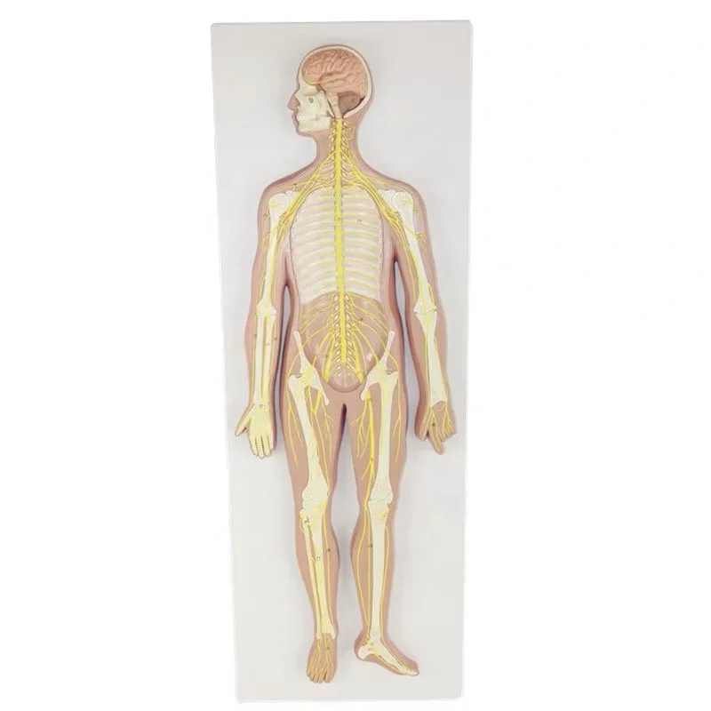 Human Nervous System Anatomical Model Brain Anatomy Spine and Skeleton Nerves Educational Equipment Medical Sciences