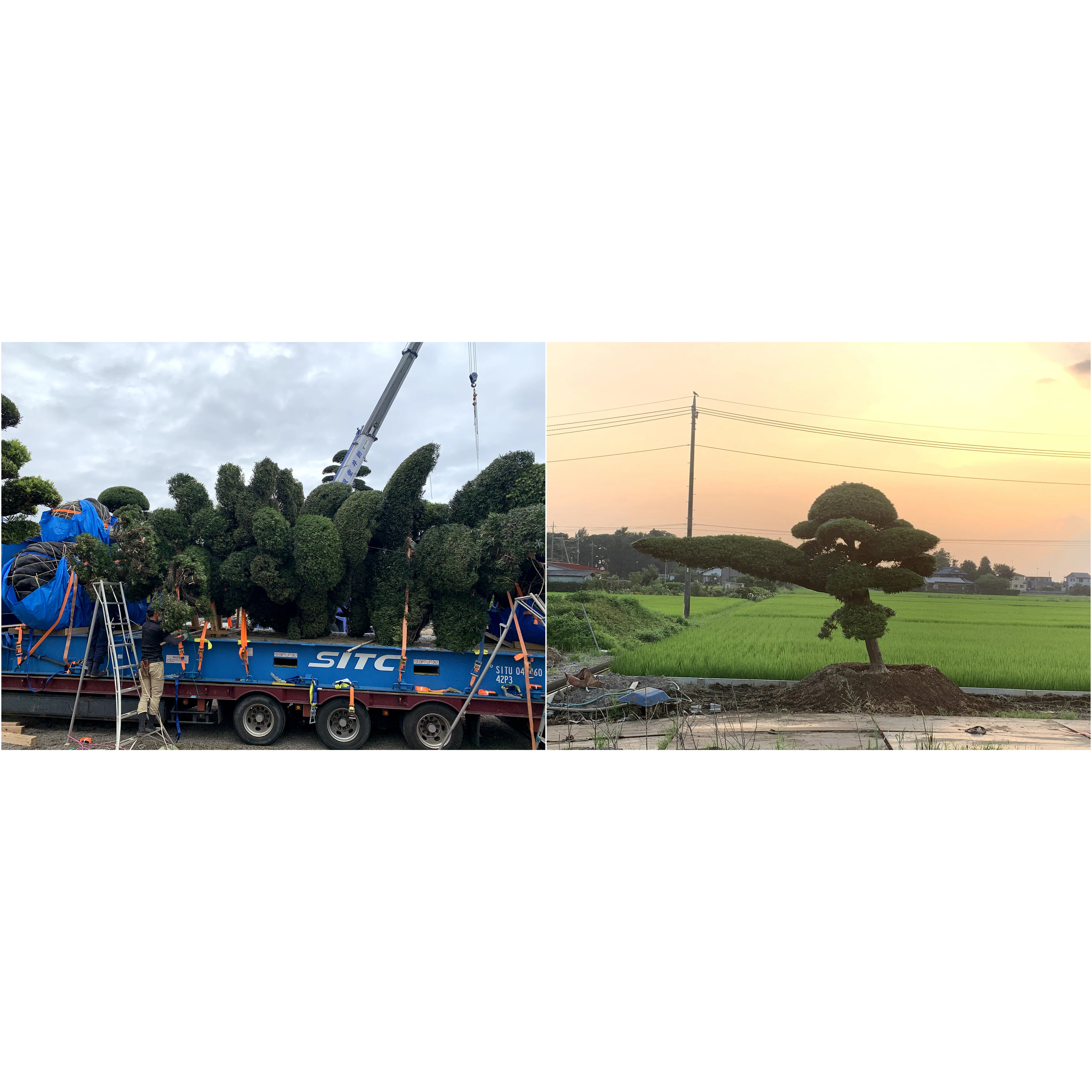 Japanese Various Green Pine Maple Plants Outdoor Bonsai In Stock